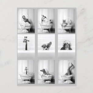 Carte Postale Belle salle de bain Animaux dans Baignoire