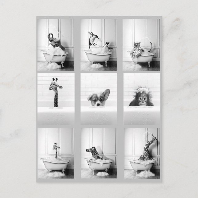 Carte Postale Belle salle de bain Animaux dans Baignoire (Devant)