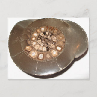 Carte Postale Belle section Dactylioceras ammnite fossile