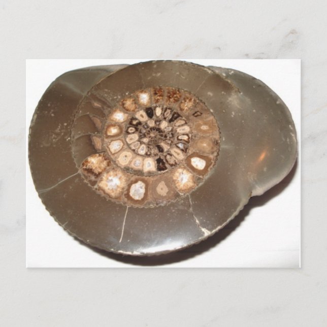 Carte Postale Belle section Dactylioceras ammnite fossile (Devant)