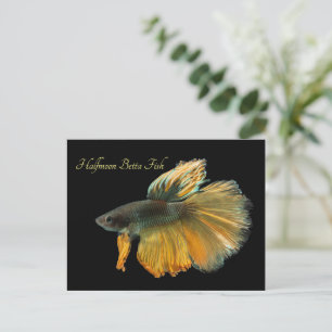 Carte Postale Belle Siamese Combattre Poisson Betta demi-lune