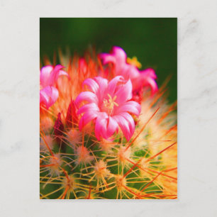 Carte Postale Belle Sticky Cactus fleurs Cactus