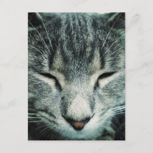 Carte Postale Belle tabby à coucher kitten