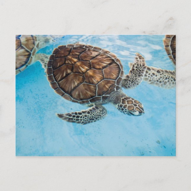 Carte Postale Belle tortue de mer (Devant)