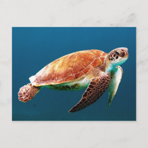 Carte Postale Belle tortue verte