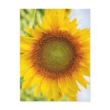 Belle Tournesol avec Helen Keller Citation