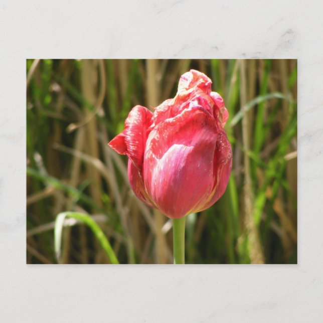 CARTE POSTALE BELLE TULIP (Devant)