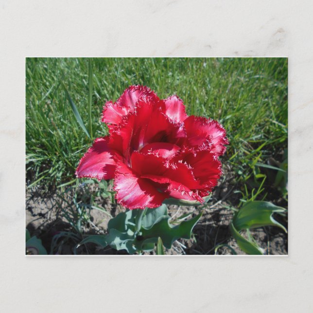 Carte Postale Belle Tulipe rouge (Devant)
