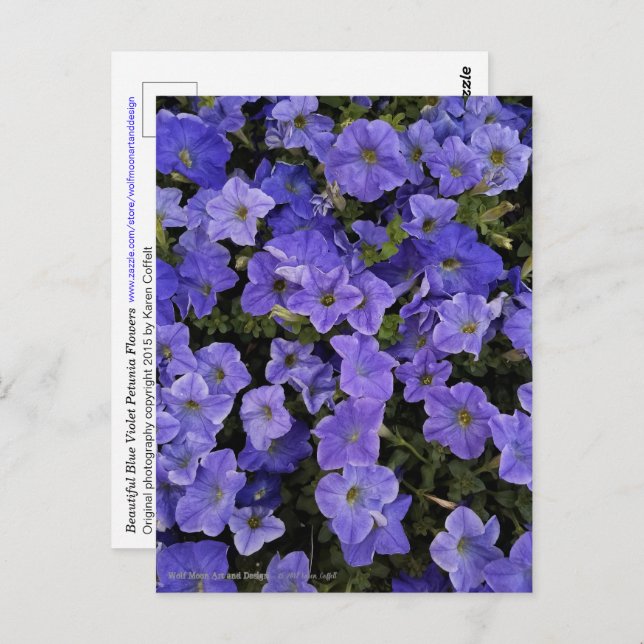 Carte Postale Belle Violet Bleu Pétunia Fleurs Photo (Devant / Derrière)