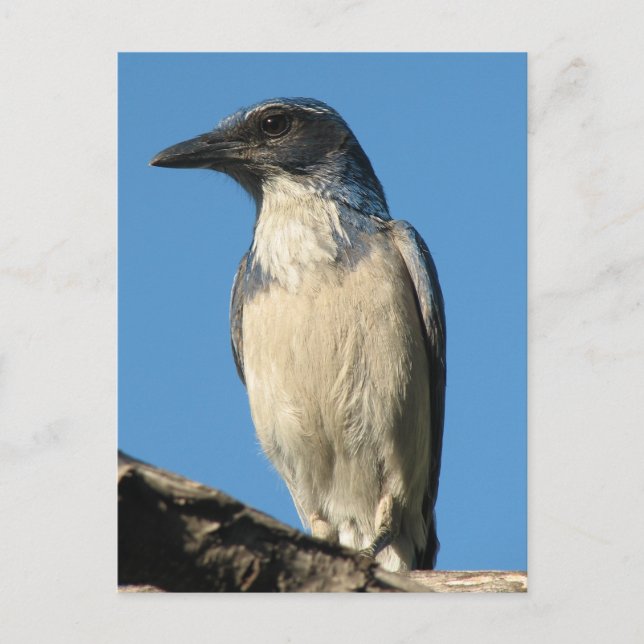 Carte Postale Belle Western Scrub Jay (Devant)