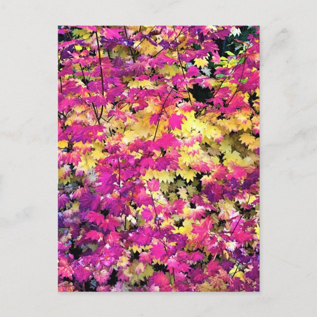 Carte Postale Belles feuilles d'automne (Devant)