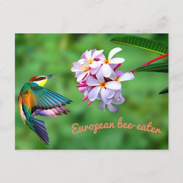 Carte Postale Belles fleurs colorées d'oiseaux (Devant)