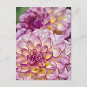 Carte Postale Belles fleurs de dahlia roses