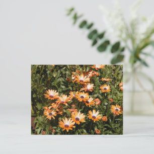 Carte Postale Belles Fleurs De Faisée