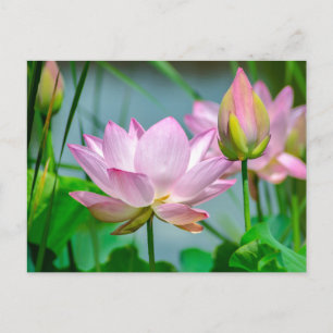 Carte Postale Belles fleurs de lotus roses 