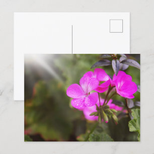 Carte Postale Belles fleurs de printemps