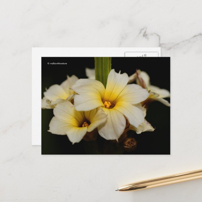 Carte Postale Belles fleurs de satin sur fond noir (Devant/Arrière en situation)