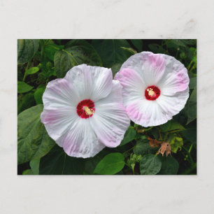 Carte Postale Belles fleurs d'Hibiscus rose blanc