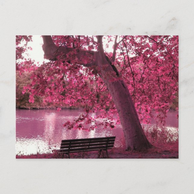 Carte Postale Belles fleurs roses partout (Devant)