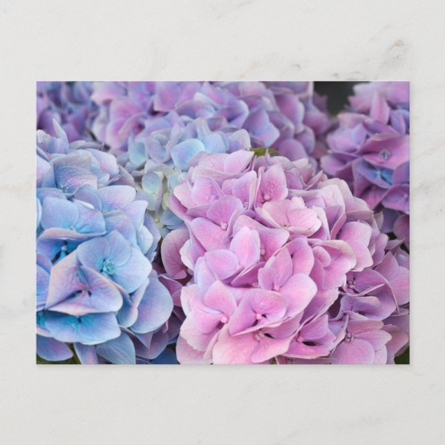Carte Postale Belles fleurs violettes, bleues, roses d'Hydrangée (Devant)