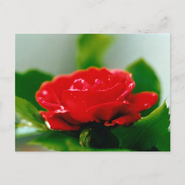 Carte Postale Belles gouttes de rosée sur une rose rouge (Devant)