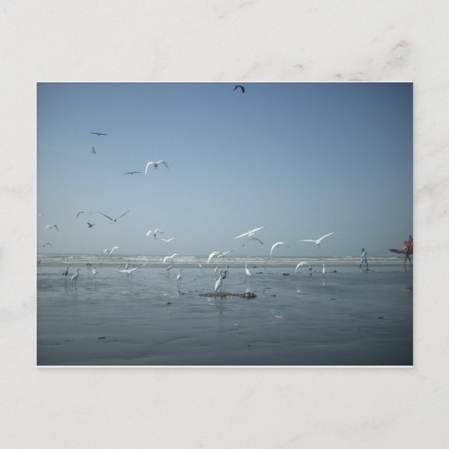 Carte Postale Belles grues volant au-dessus de l'eau Ballet de l (Devant)