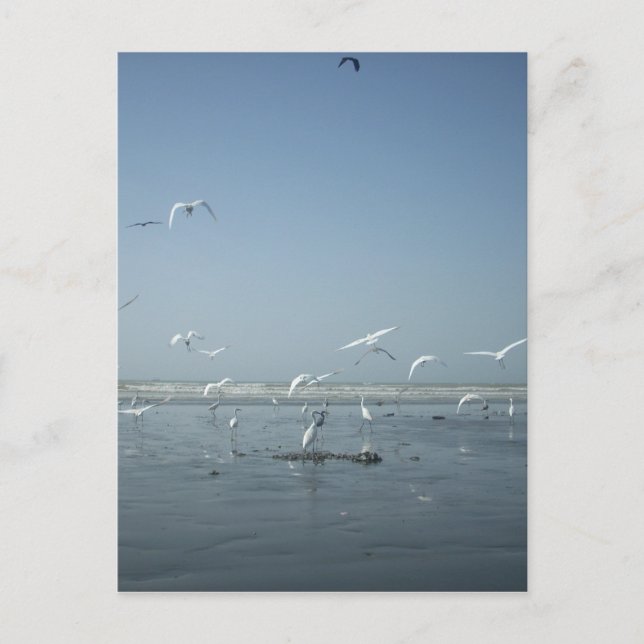 Carte Postale Belles grues volant au-dessus de l'eau Ballet de l (Devant)
