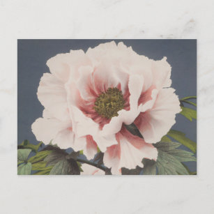 Carte Postale Belles impressions photomécaniques des fleurs de p
