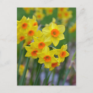 Carte Postale Belles jonquilles jaunes de printemps