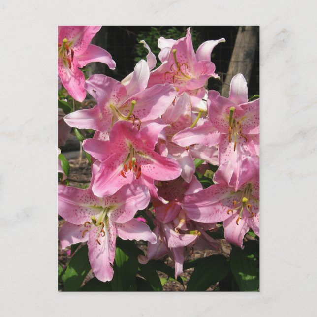 Carte Postale Belles Lys Roses (Devant)
