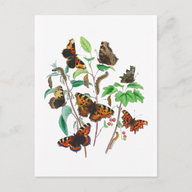 Carte Postale Belles papillons (Devant)