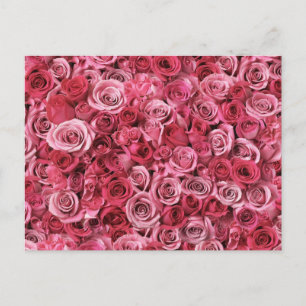 Carte Postale Belles roses roses roses