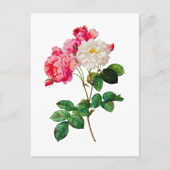 Carte Postale Belles roses roses roses et blanches de Redoute (Devant)