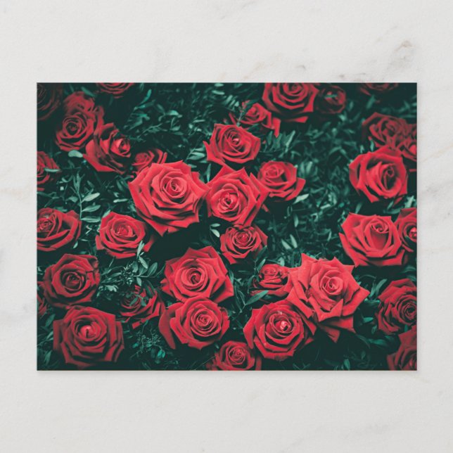 Carte Postale Belles Roses Rouges (Devant)