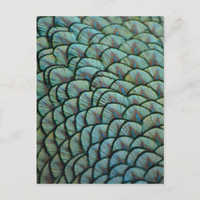 Carte Postale Belles textures naturelles - Plumes de paon (Devant)