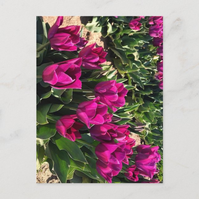 Carte Postale Belles tulipes (Devant)