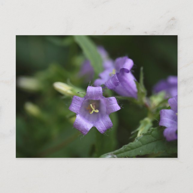 Carte Postale Bellflower à feuilles étroites (Devant)