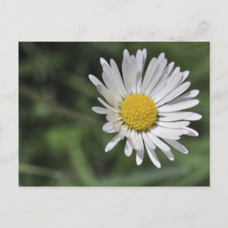 Carte Postale Bellis perennis
