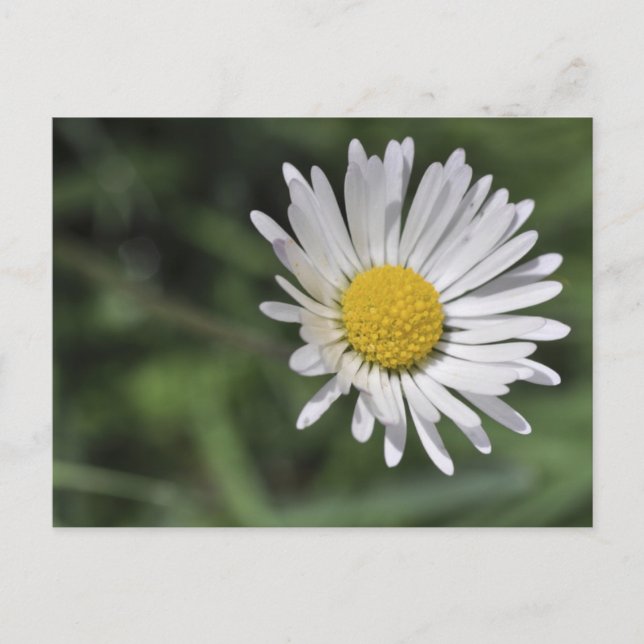 Carte Postale Bellis perennis (Devant)