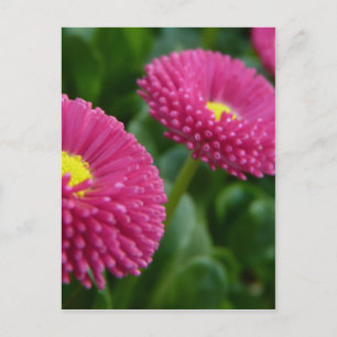 Carte Postale Bellis perennis Pomponette Français