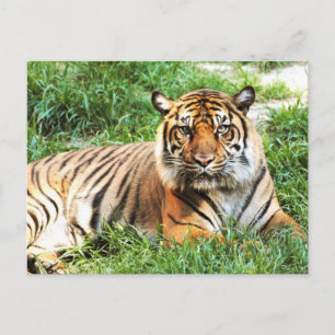 Carte postale Bengal Tiger