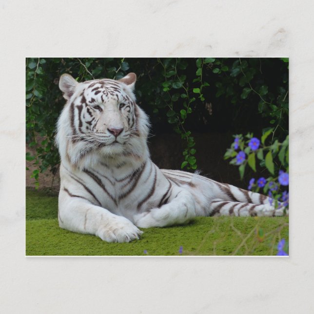 Carte Postale Bengale Blanc Belle Tiger Chat Repose (Devant)