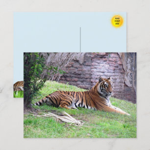 Carte postale Bengale Tiger