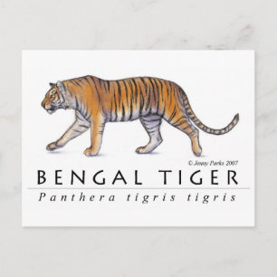Carte postale Bengale Tiger