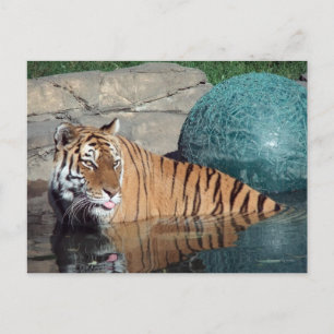 Carte postale Bengale Tiger #1