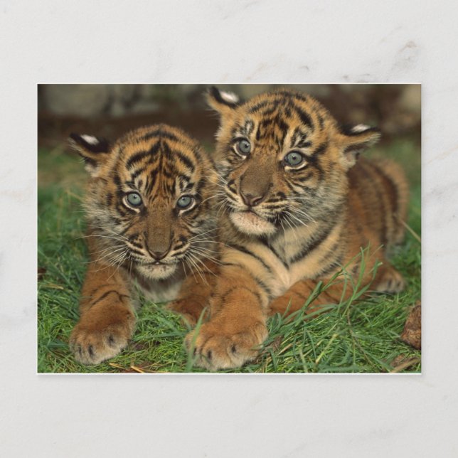 Carte Postale Bengale Tiger Cubs (Devant)