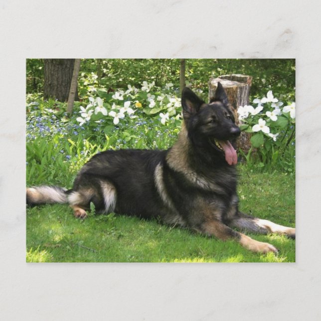 Carte Postale Berger (Devant)