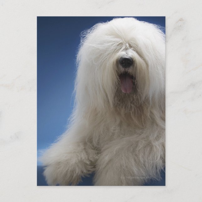 Carte Postale Berger (Devant)