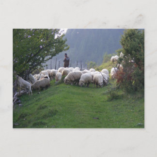 Carte Postale Berger à Fundata, Roumanie