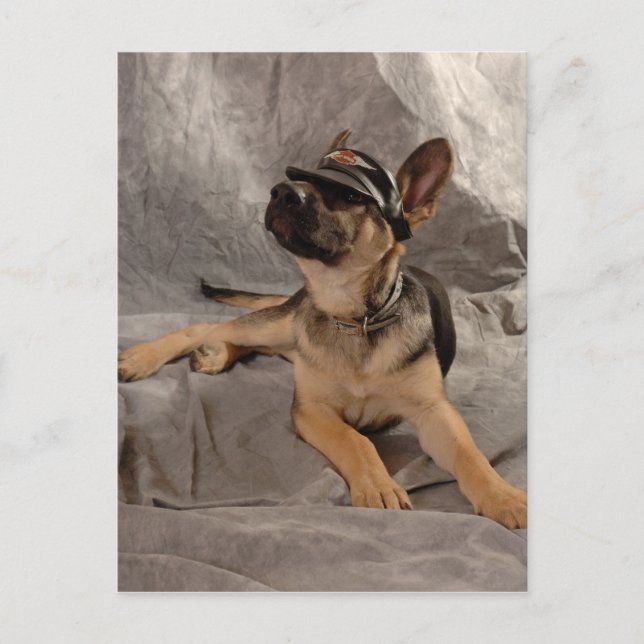 Carte Postale berger allemand (Devant)